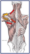 Swimmer's Shoulder 